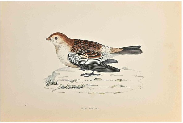 Alexander Francis Lydon, Snow Bunting, Woodcut Print, 1870-ZCI-1758928