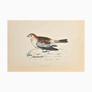 Alexander Francis Lydon, Snow Bunting, Woodcut Print, 1870-ZCI-1758928