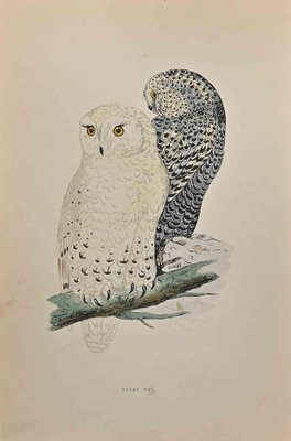 Alexander Francis Lydon, Snowy Owl, Woodcut Print, 1870-ZCI-1409689