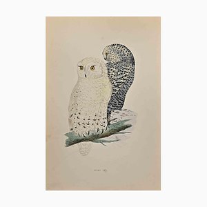 Alexander Francis Lydon, Snowy Owl, Woodcut Print, 1870-ZCI-1409689