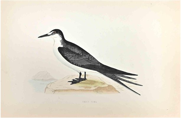 Alexander Francis Lydon, Sooty Tern, Woodcut Print, 1870-ZCI-1759016