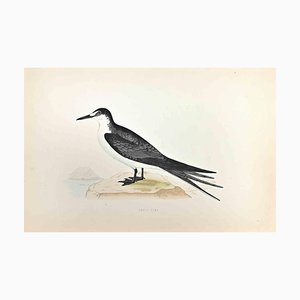 Alexander Francis Lydon, Sooty Tern, Woodcut Print, 1870-ZCI-1759016