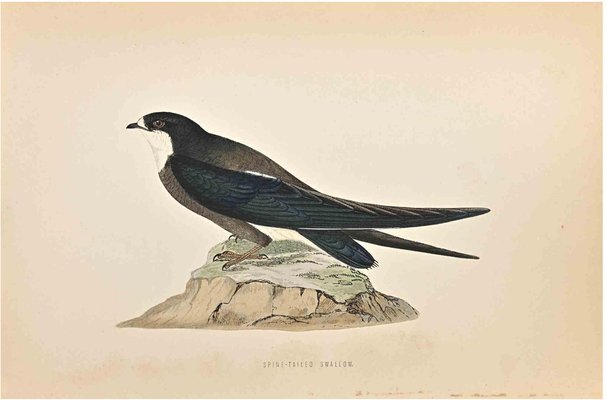 Alexander Francis Lydon, Spine-Tailed Swallow, Woodcut Print, 1870-ZCI-1759096