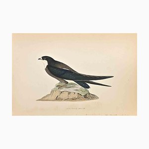 Alexander Francis Lydon, Spine-Tailed Swallow, Woodcut Print, 1870-ZCI-1759096