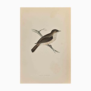 Alexander Francis Lydon, Spotted Flycatcher, Woodcut Print, 1870-ZCI-1759004