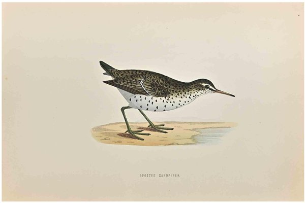 Alexander Francis Lydon, Spotted Sandpiper, Woodcut Print, 1870-ZCI-1759056