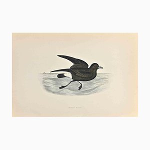 Alexander Francis Lydon, Stormy Petrel, Woodcut Print, 1870-ZCI-1759137