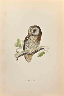 Alexander Francis Lydon, Tengmalm's Owl, Woodcut Print, 1870-ZCI-1403535