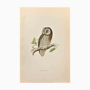 Alexander Francis Lydon, Tengmalm's Owl, Woodcut Print, 1870-ZCI-1403535