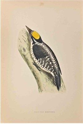 Alexander Francis Lydon, Three-Toed Woodpecker, Woodcut Print, 1870-ZCI-1759087