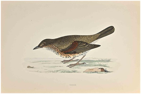 Alexander Francis Lydon, Thrush, Woodcut Print, 1870-ZCI-1758998