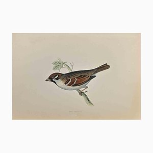 Alexander Francis Lydon, Tree Sparrow, Woodcut Print, 1870-ZCI-1758947