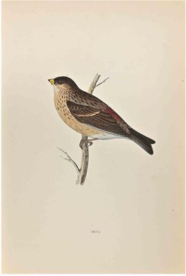 Alexander Francis Lydon, Twite, Woodcut Print, 1870-ZCI-1758941