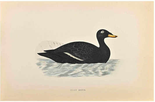 Alexander Francis Lydon, Velvet Scoter, Woodcut Print, 1870