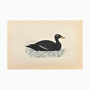 Alexander Francis Lydon, Velvet Scoter, Woodcut Print, 1870-ZCI-1759080