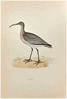 Alexander Francis Lydon, Whimbrel, Woodcut Print, 1870-ZCI-1758994