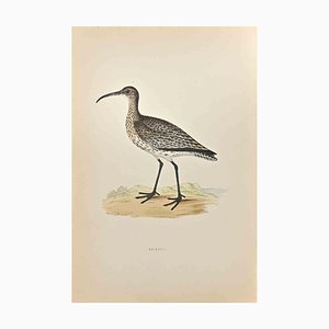 Alexander Francis Lydon, Whimbrel, Woodcut Print, 1870-ZCI-1758994