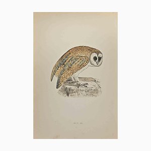 Alexander Francis Lydon, White Owl, Woodcut Print, 1870-ZCI-1372522