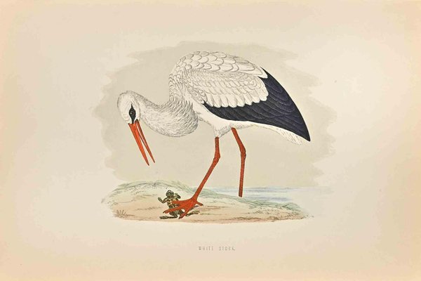 Alexander Francis Lydon, White Stork, Woodcut Print, 1870-ZCI-1403497