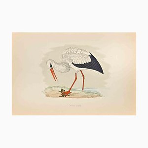 Alexander Francis Lydon, White Stork, Woodcut Print, 1870-ZCI-1403497