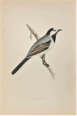 Alexander Francis Lydon, White Wagtail, Woodcut Print, 1870-ZCI-1758955