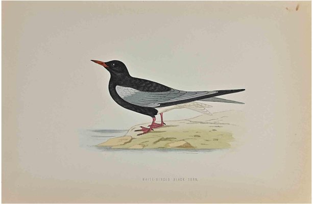 Alexander Francis Lydon, White-Winged Black Tern, Woodcut Print, 1870-ZCI-1759119