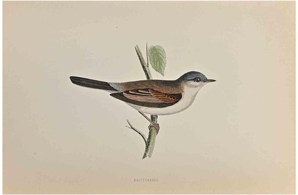 Alexander Francis Lydon, Whitethroat, Woodcut Print, 1870-ZCI-1758983