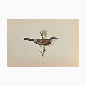 Alexander Francis Lydon, Whitethroat, Woodcut Print, 1870-ZCI-1758983