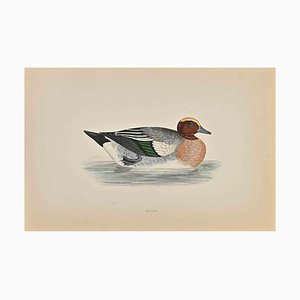 Alexander Francis Lydon, Wigeon, Woodcut Print, 1870-ZCI-1758979