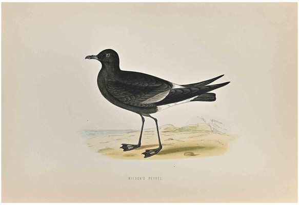 Alexander Francis Lydon, Wilson's Petrel, Woodcut Print, 1870-ZCI-1759116