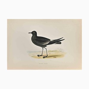 Alexander Francis Lydon, Wilson's Petrel, Woodcut Print, 1870-ZCI-1759116