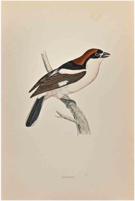 Alexander Francis Lydon, Woodchat, Woodcut Print, 1870-ZCI-1759031