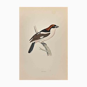 Alexander Francis Lydon, Woodchat, Woodcut Print, 1870-ZCI-1759031