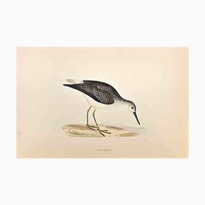 Alexander Francis Lydon, Yellow-Shanks, Woodcut Print, 1870-ZCI-1758996