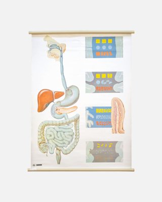 Anatomic Poster by Deutches Hygiene Museum Dresden, Germany, 1980s-DIP-1755713