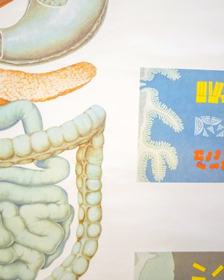 Anatomic Poster by Deutches Hygiene Museum Dresden, Germany, 1980s-DIP-1755713