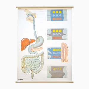 Anatomic Poster by Deutches Hygiene Museum Dresden, Germany, 1980s-DIP-1755713