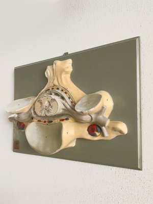 Anatomical 3-Dimensional Model, Germany, 1950s-CC-1535822