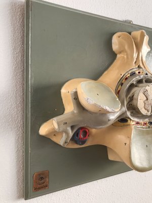 Anatomical 3-Dimensional Model, Germany, 1950s-CC-1535822