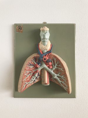 Anatomical 3-Dimensional Picture, Germany, 1950s-CC-1541785