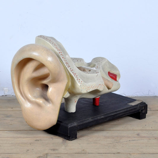 Anatomical Ear Model, 1952