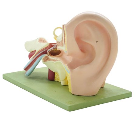 Anatomical Model of the Human Ear from Somso, 1950s-YUW-1451660