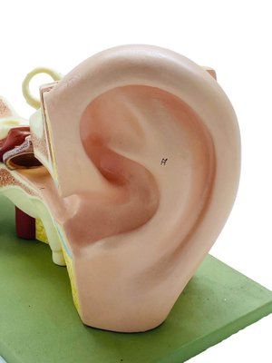 Anatomical Model of the Human Ear from Somso, 1950s-YUW-1451660