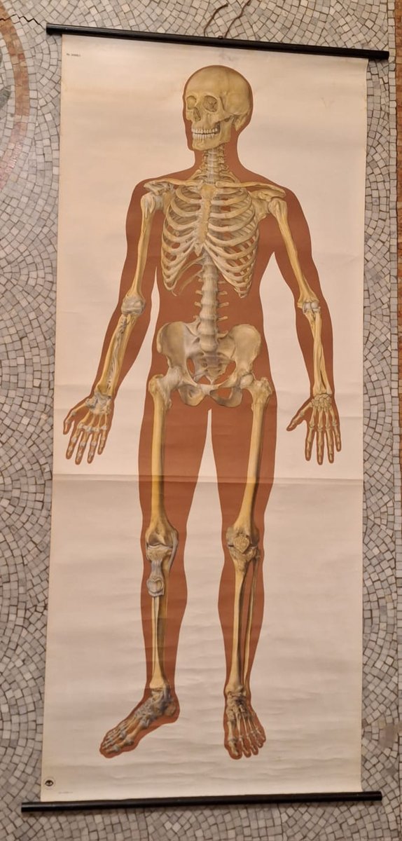 Anatomical Pull-Down Chart of the Human Body, Bones & Ligaments, Germany, 1960