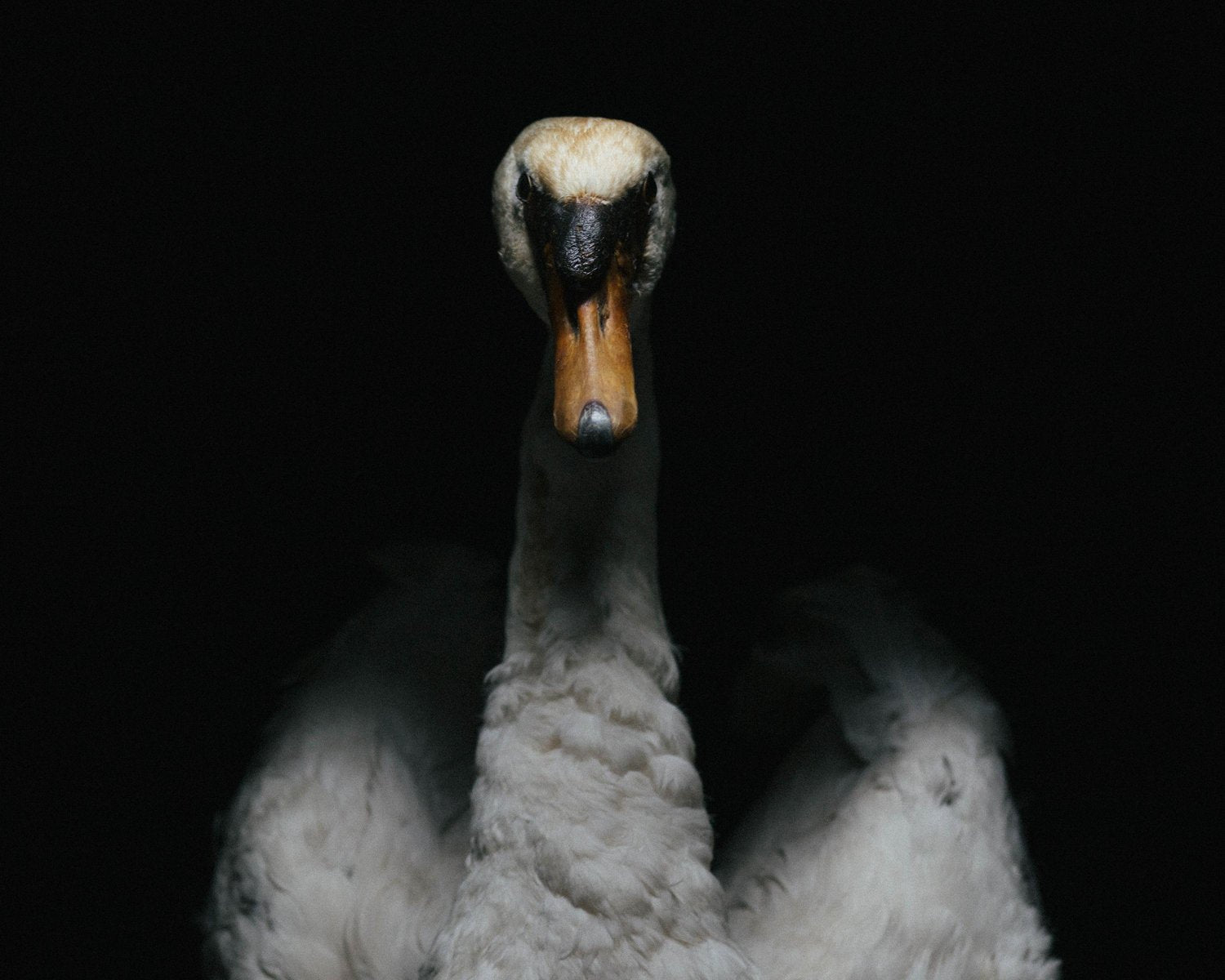 Andrea Montavani, The Swan Song, Night of Ink, Photography