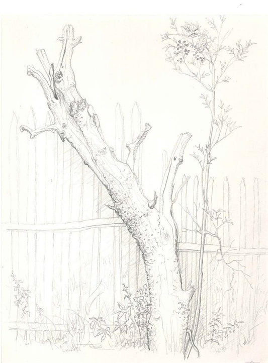 Andrew Roland Brudieux - Saint Moreil Tree - Pencil Drawing - 1960s