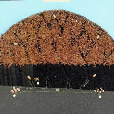 Anthill of the Horse Ant School Teaching Display-KJP-1149133