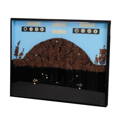 Anthill of the Horse Ant School Teaching Display-KJP-1149133