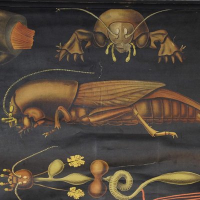 Antique European Mole Cricket Gryllotapla Rollable Wall Chart by Jung Koch Quentell-KJP-1149336