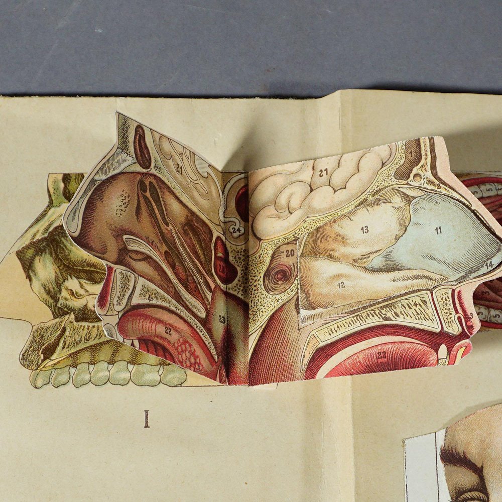 Antique Foldable Anatomical Brochure Depicting Human Anatomy